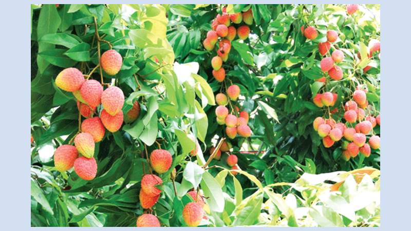 Prolonged heat spells trouble for Faridpur litchi farmers