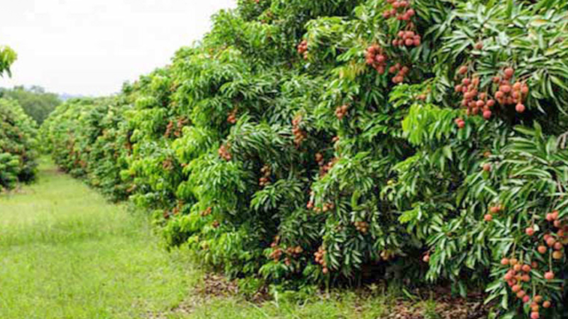 Growers expect bumper litchi yield