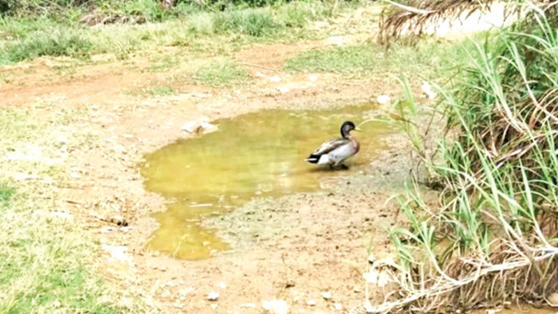 Niue mourns ‘world’s loneliest duck’