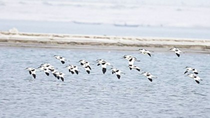 37 bird species spotted in Rajshahi Padma riverbeds