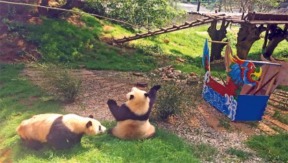 Pandas’ Dragon Boat Festival