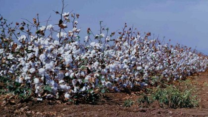 CDB sets goal to produce 2mn bales of cotton by 2041