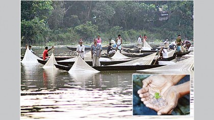9,000kg eggs
collected as carps spawn in Halda