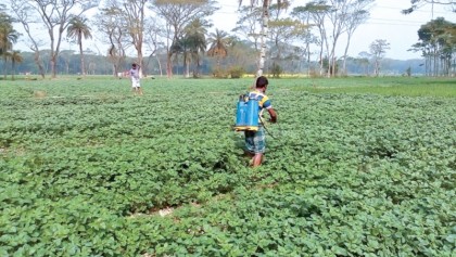 Adverse weather may hit potato production in Bhola