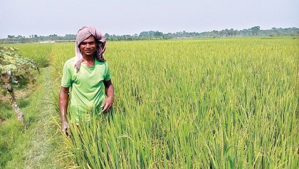 Aman farmers demand direct procurement by government 