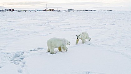 Arctic ice sees 56 polar bears descend on Russian village 
