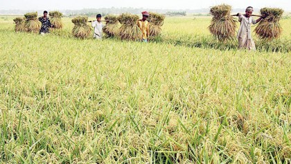 Bumper Aush rice output likely despite floods in Rangpur