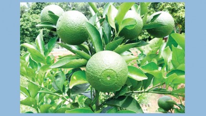 BARI Multa farming gaining popularity in Narsingdi