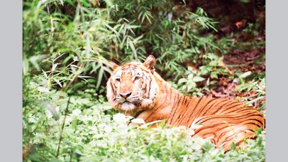Protect Bangladesh’s biodiversity