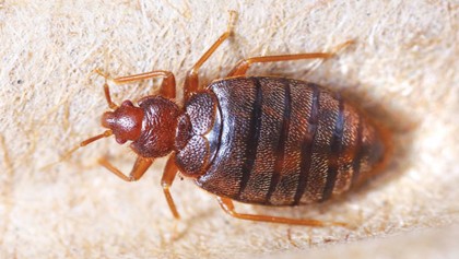 Home Remedies to Get Rid Of Bed Bugs 