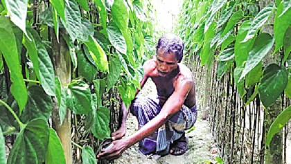 Betel leaf farming becomes boon for Rajshahi farmers
