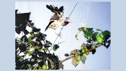 Birds dying as farmers put trap to save crop