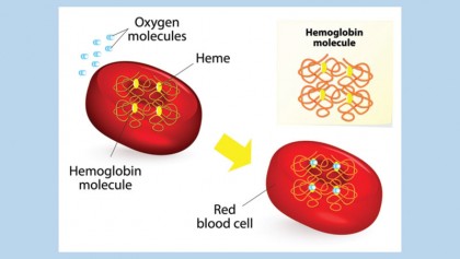 Fighting against thalassemia:  an ancestral curse