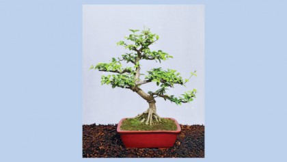Md Solaiman’s first annual 
Bonsai exhibition held
