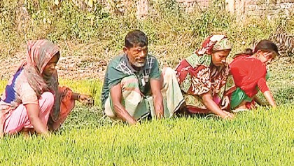 Faridpur farmers losing interest in Boro crops