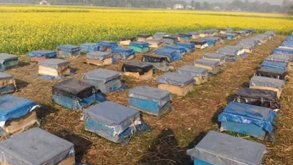 Bright future 
for apiarists