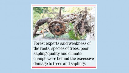 ‘Bulbul’ fury in Bagerhat; 192,915 trees, saplings damaged