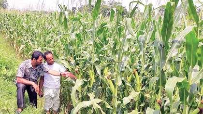 Bumper maize production likely in Feni