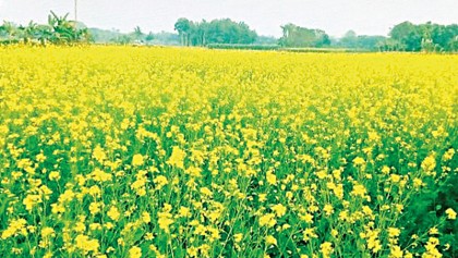 Mustard, a ‘yellow gold’ for Benapole farmers