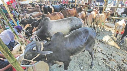 Cattle market on school ground