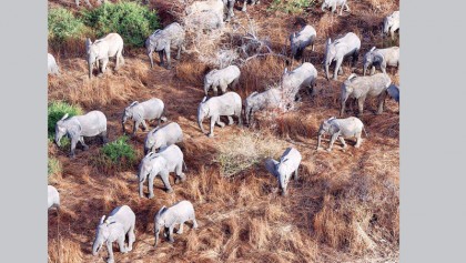 Chad’s killing now an elephants’ haven