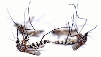 Chinese scientists 
cut local numbers 
of dangerous 
mosquito by 94 percent 
