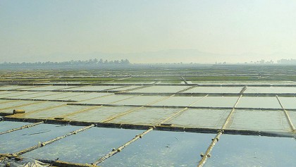 Climatic factors hinder salt production in Bangladesh 