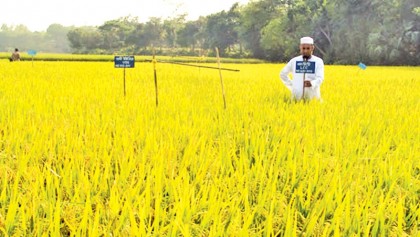 Bumper rice production  