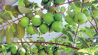 Commercial guava farming gains popularity 