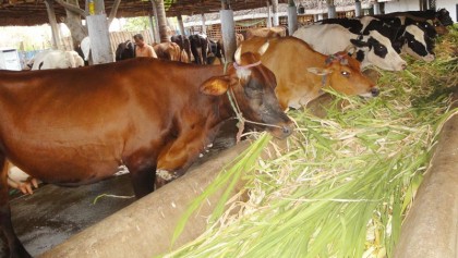 Promoting livestock sector  