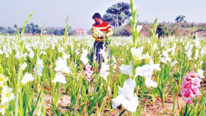 Cut flower exports decline amid growing local demands 