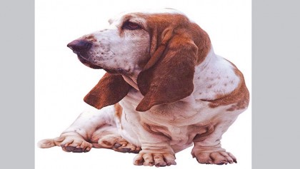 Cutting use of dogs in 
veterinary drug trials
