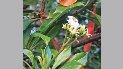 Dagor: From the Sundarbans with love