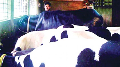 Dairy farm brings fortune to youth 