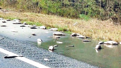 Dead fish scattered on the highway as floodwaters recede in North Carolina