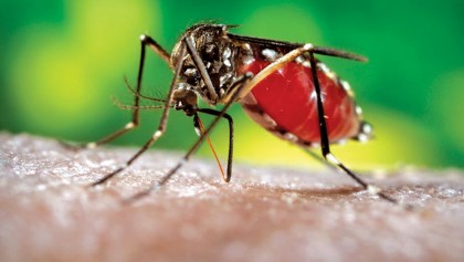 Dengue situation not alarming: DSCC 