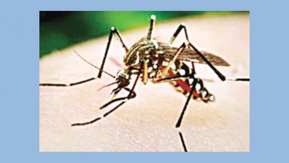 Have enough water, juice to beat dengue, suggest experts