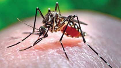 One more dies of dengue