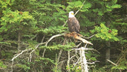 Understanding Bird Behaviour
