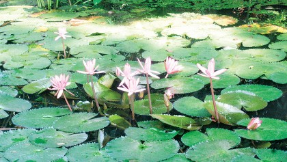 Disappearance of water lilies from waterbodies
