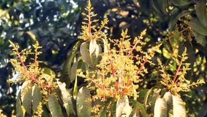 Early flowering promises bumper mango season