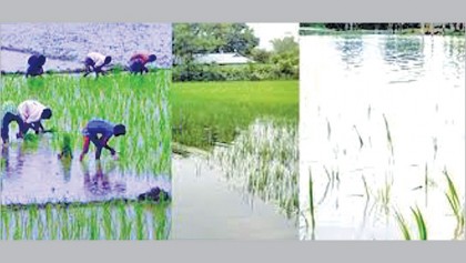 Efforts for Aman rice farming despite floods 