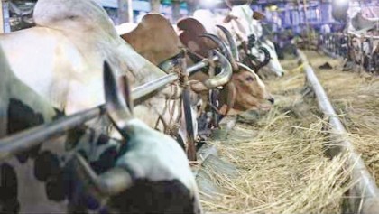 Unabated imports from Myanmar may impact local cattle farmers