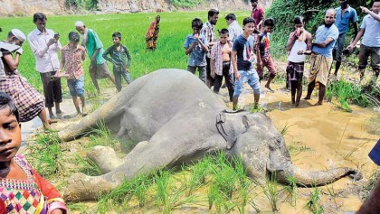 Wild elephant found dead in Sherpur