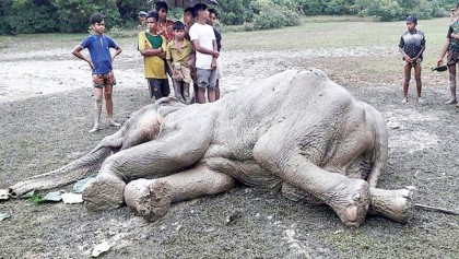 Elephant rescued from mud in Ctg
