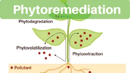 Environmental pollution and its solutions