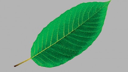 FDA recalls kratom products due to salmonella threat
