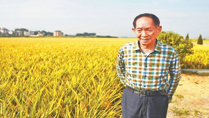 Rice grown in seawater?