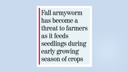Steps taken to control ‘fall armyworm’ in maize fields