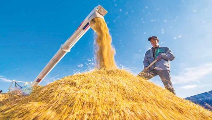 China's grain output remains above 0.6 
trillion kilograms for seven consecutive years
